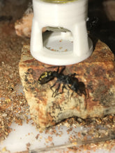 Castle Feeders 1, 2, 3, and 5mL