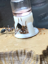 Castle Feeders 1, 2, 3, and 5mL