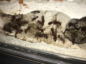 Ant Queen Bullant  Myrmecia Gulosa
