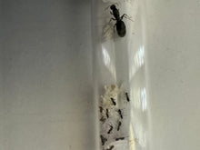 Package Deal 3 Small Combo Vertical, Starter Pack and Queen Ant.