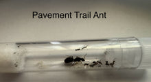 Package 5 Medium Horizontal, Starter Pack Queen  Ant