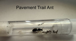 Package Deal 4 Small Combo Horizontal, Starter Pack Queen Ant