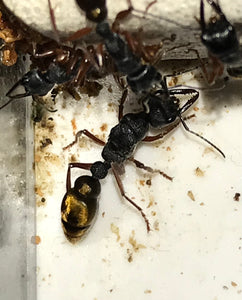 Ant queen Myrmecia Golden Tailed Bullant Myrmecia Fulviculis