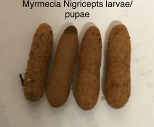 Brood Boost Myrmecia Nigricepts