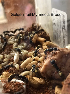 Brood Boost Myrmecia Gold Tailed Bullant as pictured.