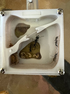 Founding Chamber Ant Farm - Small to Mid ants