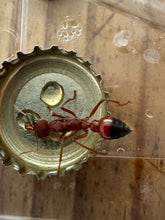 Ant Queen Bullant  Myrmecia Gulosa