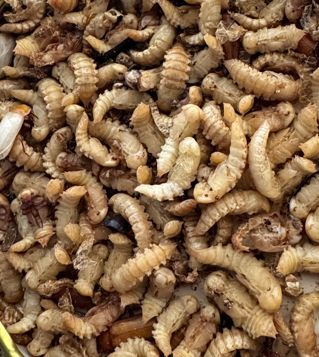 live meal worms 25 grams or 100 grams or Bulk