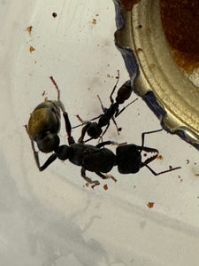 Ant queen Myrmecia Golden Tailed Bullant Myrmecia Fulviculis and others