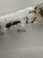 Queen Ants some of our Rarer ones