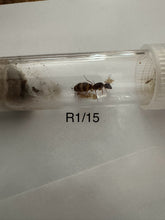 Queen Ants some of our Rarer ones