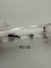 Queen Ants some of our Rarer ones