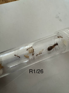 Queen Ants some of our Rarer ones