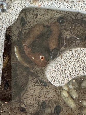 Brood Boost Myrmecia SP17