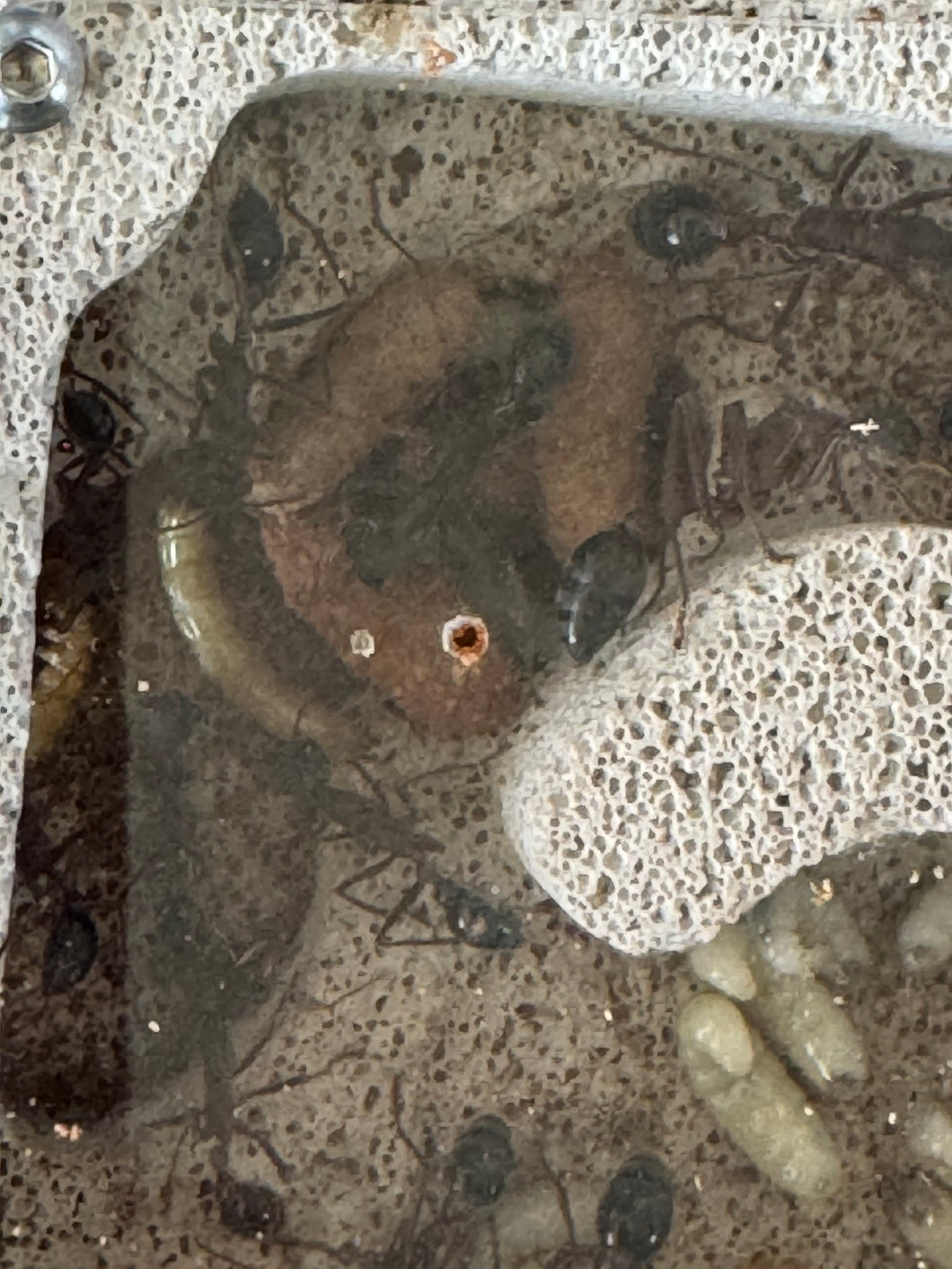 Brood Boost Myrmecia SP17