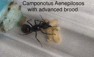 Brood Boost Camponotus Aenepilosos Gold tailed Sugar Ant
