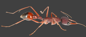 Ant Queen Bullant  Myrmecia Nigriscaper