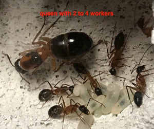 Package Deal: Vertical Nest 3 Sizes, Starter Pack and Queen  Ant