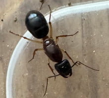 Ant Queen Camponotus Nigricepts