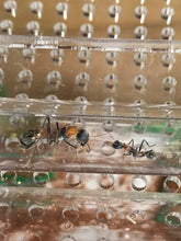 Ant Queen Bullant  Myrmecia  Nigrocinta