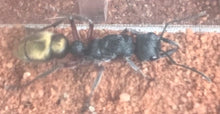 Ant queen Myrmecia Fulvipes