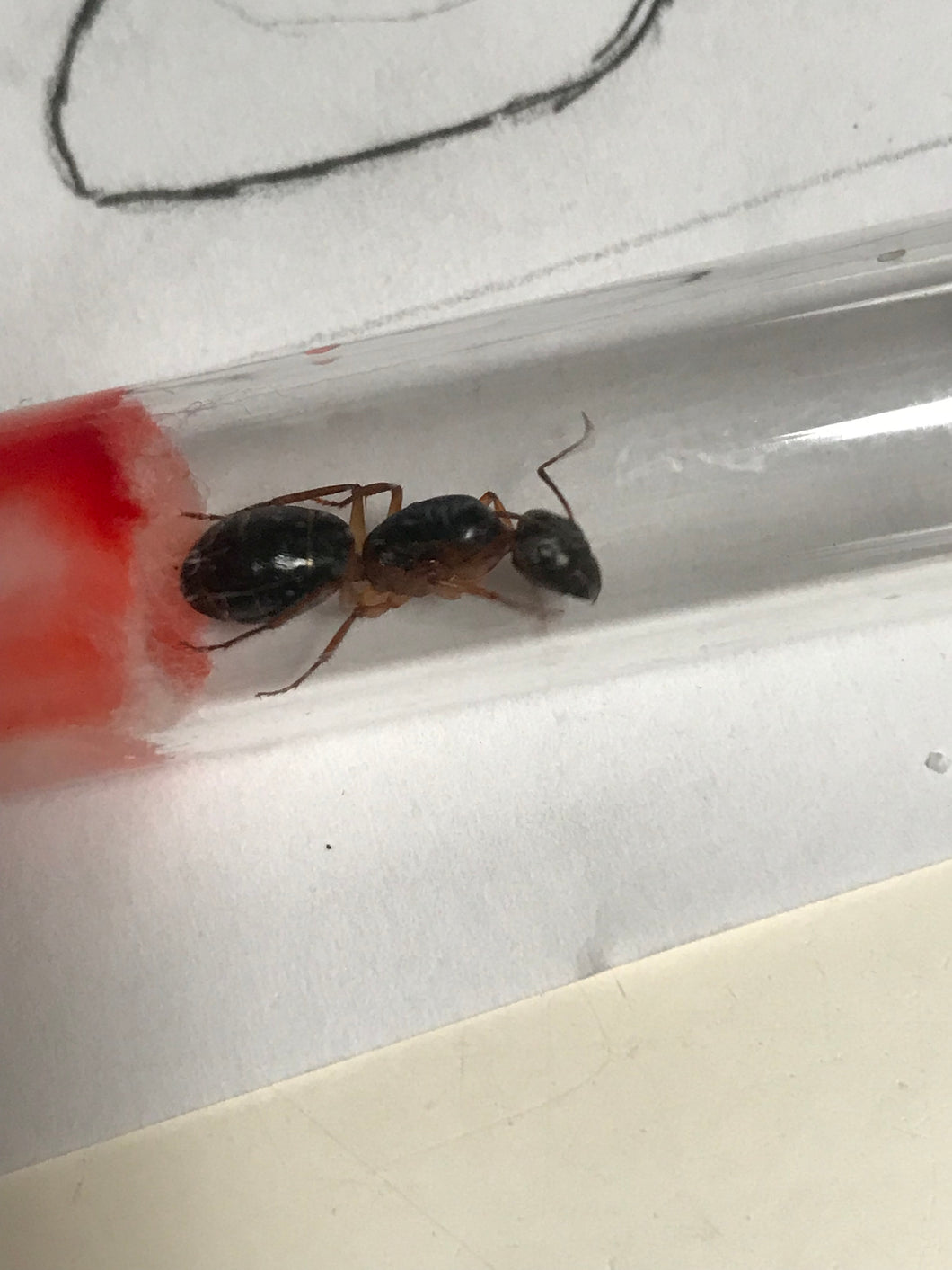 Ant Queen Camponotus Nigricepts