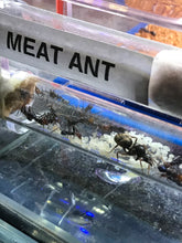 Ant Farm Acrylic Formicarium 2 tube design big DIY for live Ants