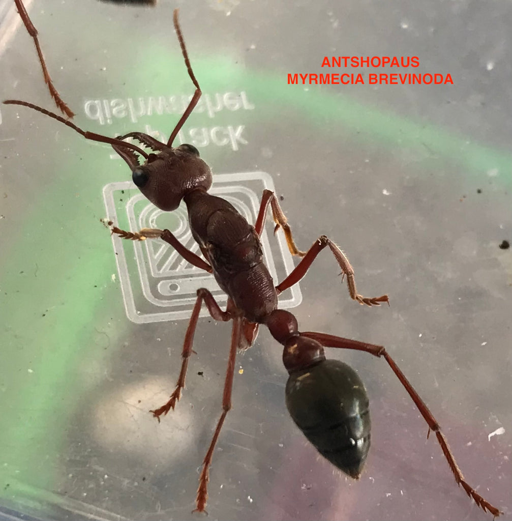 Ant Queen Bullant Myrmecia BREVINODA – Ant Shop Australia