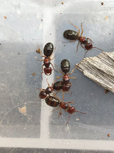 Ant Queen Furnace Ant - Melophorus