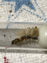 Ant Queen Camponotus from Cairns sp