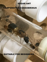 Ant Queen Camponotus Consobrinus  Sugar Ant