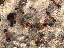 Ant Queen Camponotus Consobrinus  Sugar Ant