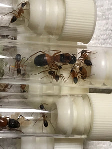 Ant Queen Camponotus Consobrinus  Sugar Ant