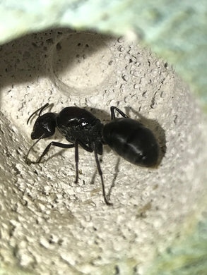 Ant Queen Camponotus suffusus eggs larvae and workers
