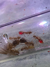 Ant Queen Camponotus from Cairns sp