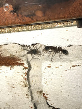 Ant Queen Bullant  Myrmecia Nigricepts