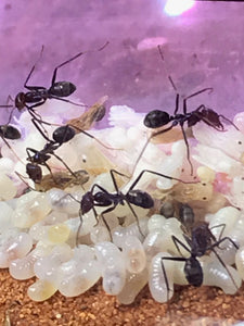 Ant Queen Iridomyrmex Purpureus Meat Ant