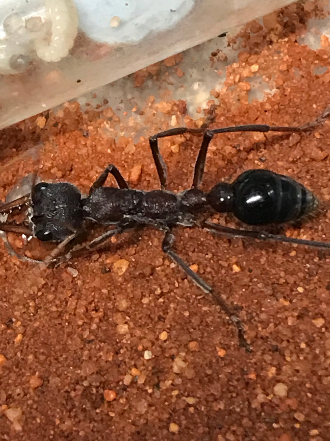 Ant Queen Bullant  Myrmecia Simillima (ergatoid)