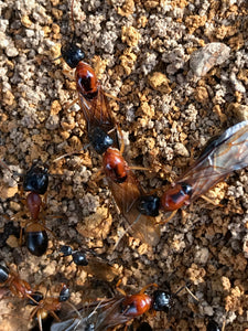 Ant Queen Camponotus Consobrinus  Sugar Ant