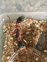 Ant Queen Bullant  Myrmecia Nigricepts