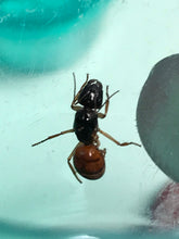 Ant Queen Camponotus from Canberra sp yellow Tail (yet unidentified)