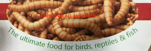 live meal worms 25 grams or 100 grams or Bulk