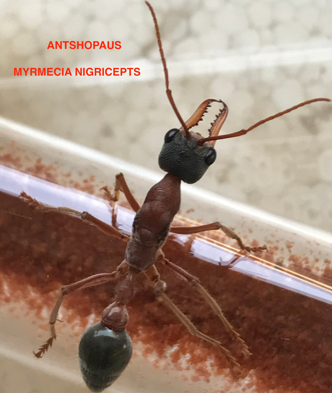 Ant Queen Bullant  Myrmecia Nigricepts