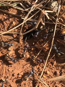 Ant Queen Camponotus suffusus eggs larvae and workers