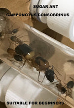 Package 5 Medium Horizontal, Starter Pack Queen  Ant