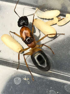 Ant Queen Camponotus Consobrinus  Sugar Ant