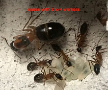 Package Deal 1 Large Combo Vertical, Starter Pack with Queen  Ant