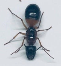 Ant Queen Camponotus Consobrinus  Sugar Ant