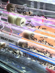 Ant Farm Acrylic Formicarium 2 tube design big DIY for live Ants