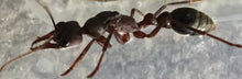 Ant Queen Bullant  Myrmecia Pyriformis